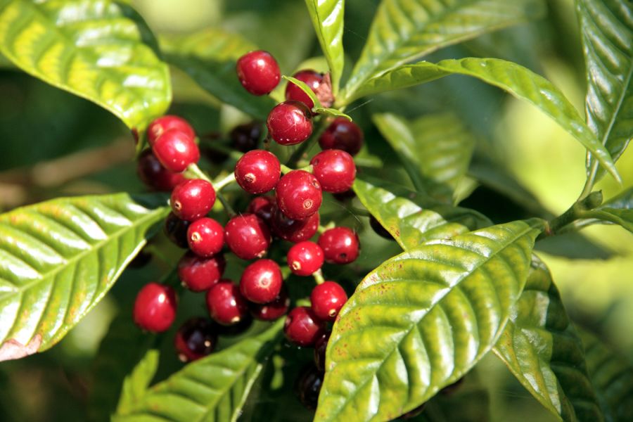 noticia Os primeiros cultivos de café